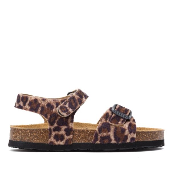 126264 מנומר פלקטון