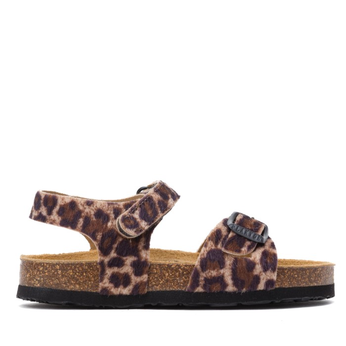 126264 מנומר פלקטון